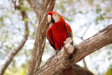 Honduran National Bird, Scarlet Macaw at Utila